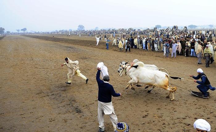 مسابقه اسکی با گاو (تصاویر) مسابقه اسکی با گاو (تصاویر)