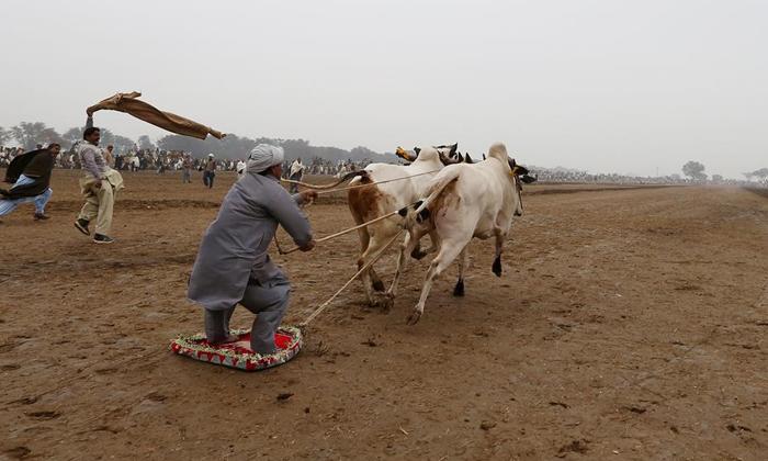 مسابقه اسکی با گاو (تصاویر) مسابقه اسکی با گاو (تصاویر)