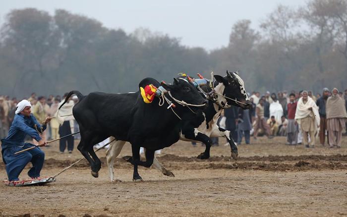 مسابقه اسکی با گاو (تصاویر) مسابقه اسکی با گاو (تصاویر)