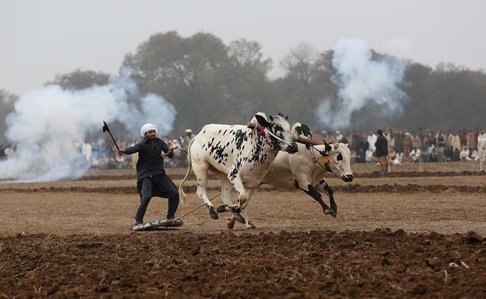 مسابقه اسکی با گاو (تصاویر) مسابقه اسکی با گاو (تصاویر)