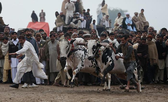 مسابقه اسکی با گاو (تصاویر) مسابقه اسکی با گاو (تصاویر)