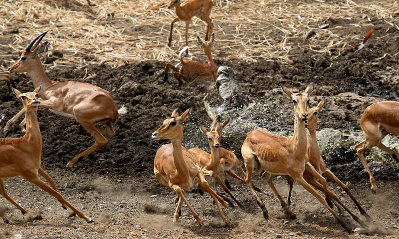 غفلت مرگبار مقابل کروکودیل‌ها (تصاویر)