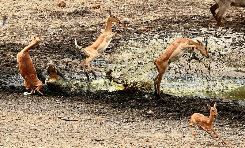 غفلت مرگبار مقابل کروکودیل‌ها (تصاویر)