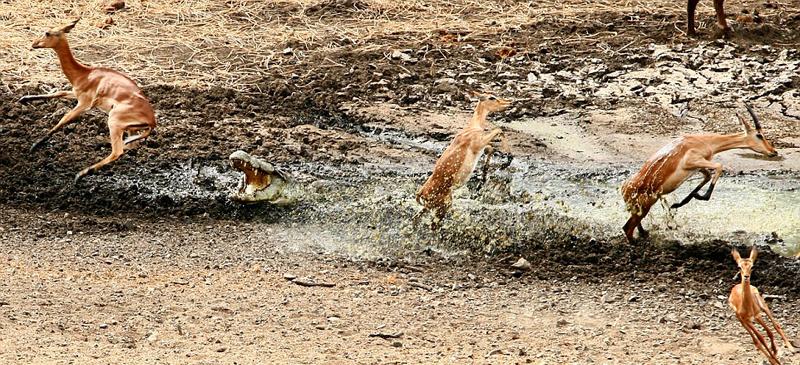 غفلت مرگبار مقابل کروکودیل‌ها (تصاویر)