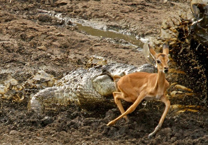 غفلت مرگبار مقابل کروکودیل‌ها (تصاویر)