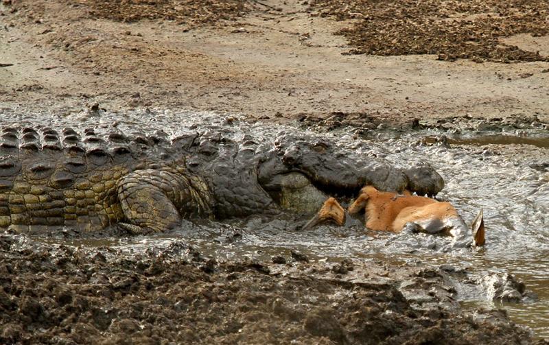 غفلت مرگبار مقابل کروکودیل‌ها (تصاویر)