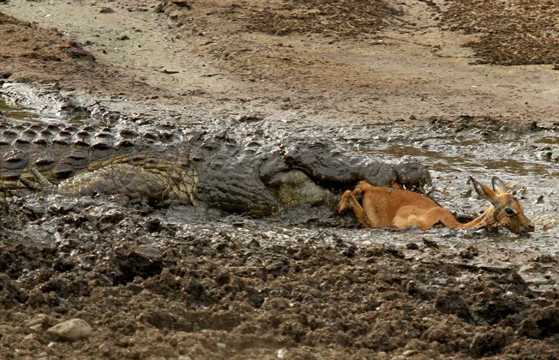 غفلت مرگبار مقابل کروکودیل‌ها (تصاویر)