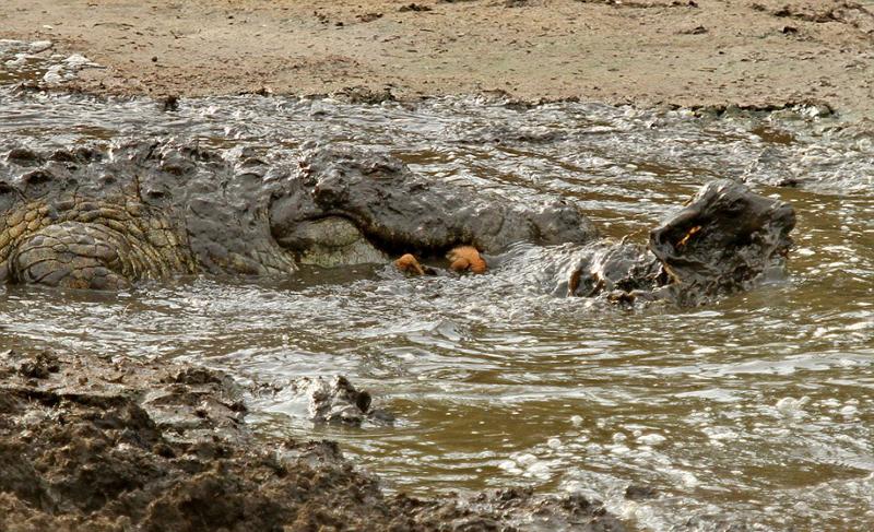 غفلت مرگبار مقابل کروکودیل‌ها (تصاویر)