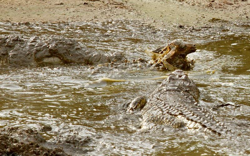 غفلت مرگبار مقابل کروکودیل‌ها (تصاویر)