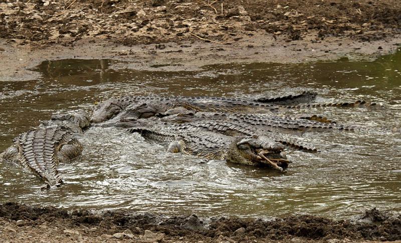 غفلت مرگبار مقابل کروکودیل‌ها (تصاویر)