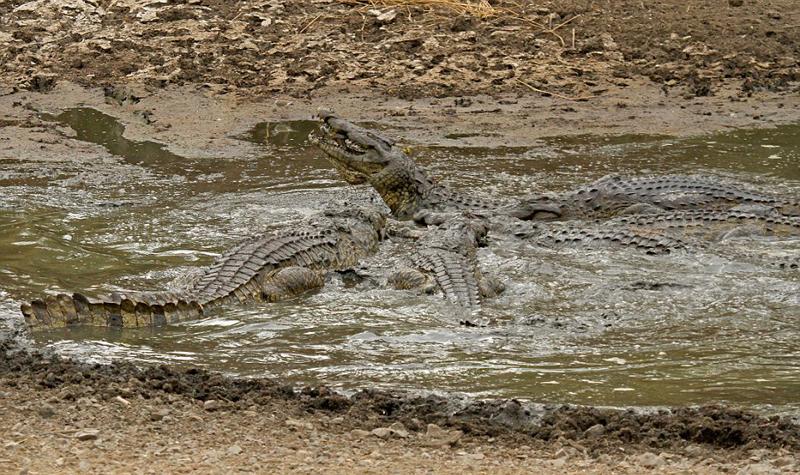 غفلت مرگبار مقابل کروکودیل‌ها (تصاویر)
