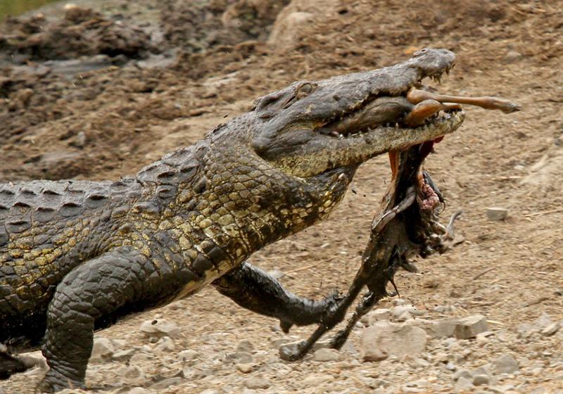 غفلت مرگبار مقابل کروکودیل‌ها (تصاویر)