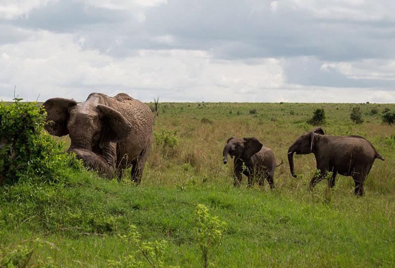 وقتی فیل گاومیش را به هوا برد (تصاویر)