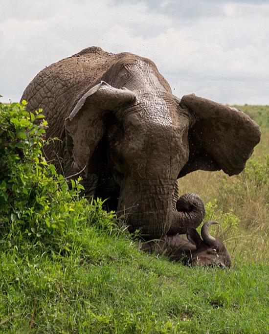 وقتی فیل گاومیش را به هوا برد (تصاویر)