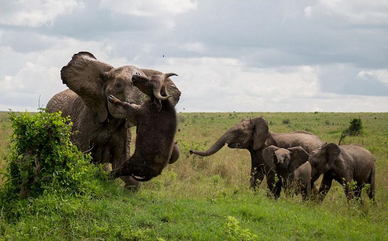 وقتی فیل گاومیش را به هوا برد (تصاویر)