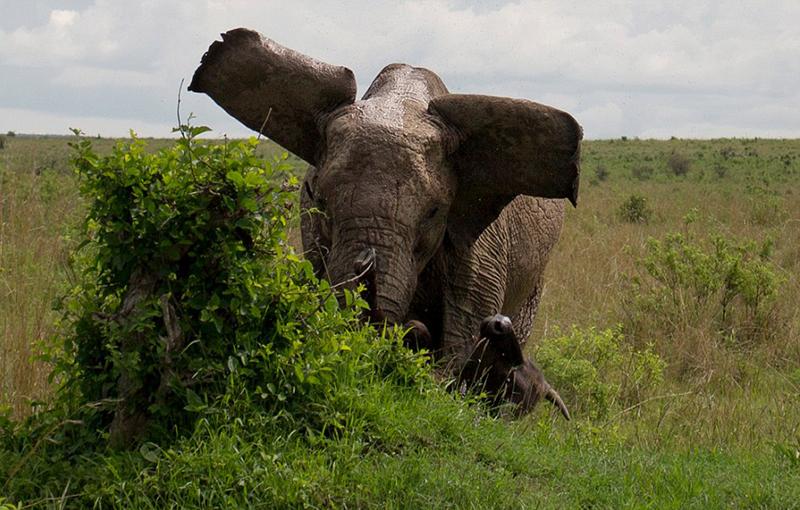 وقتی فیل گاومیش را به هوا برد (تصاویر)