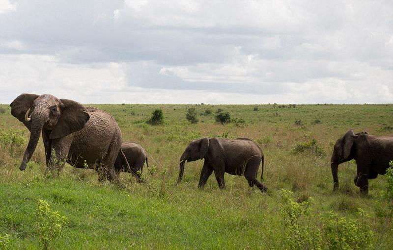 وقتی فیل گاومیش را به هوا برد (تصاویر)