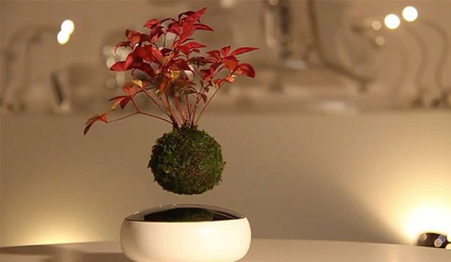 بونسای معلق به بازار می‌آید (تصاویر)