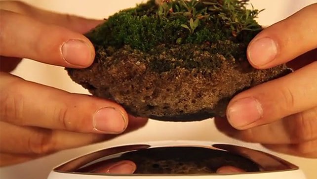 بونسای معلق به بازار می‌آید (تصاویر)