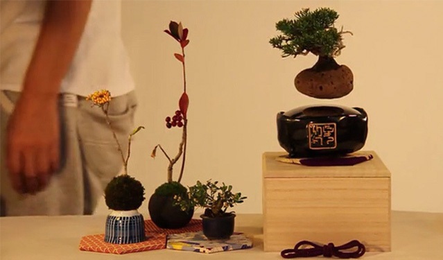 بونسای معلق به بازار می‌آید (تصاویر)