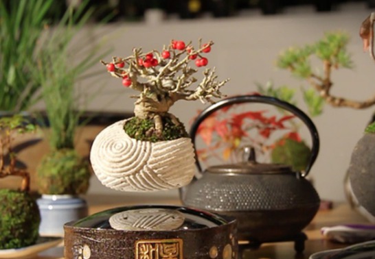 بونسای معلق به بازار می‌آید (تصاویر)