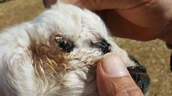 تولد بره‌ای ۳ چشم در هیرمند (عکس)