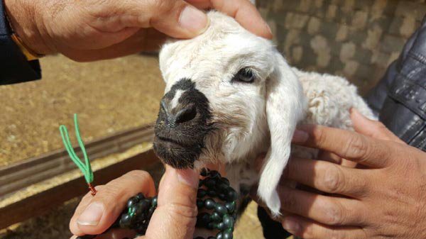 تولد بره‌ای ۳ چشم در هیرمند (عکس)