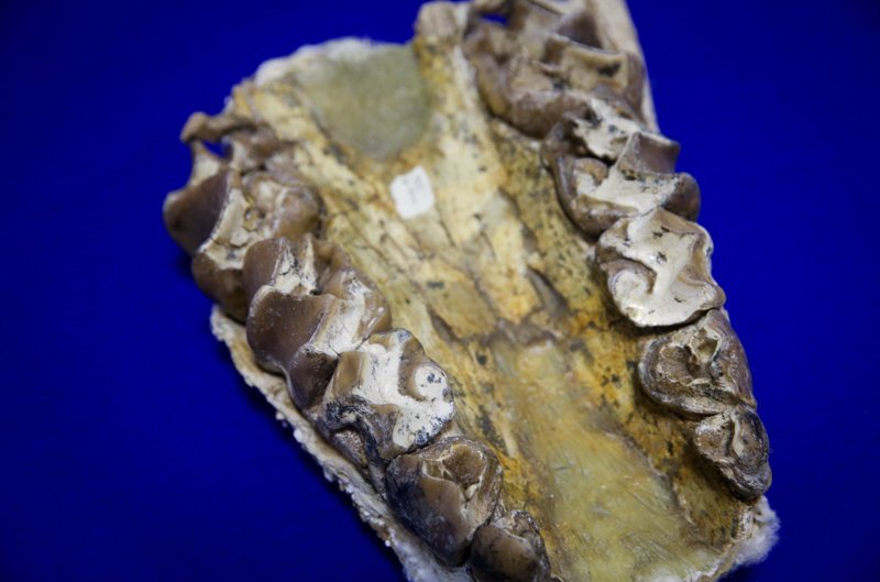 استرداد فسیل های ایرانی از آمریکا بعد از چهل سال