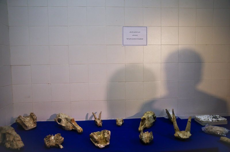 استرداد فسیل های ایرانی از آمریکا بعد از چهل سال