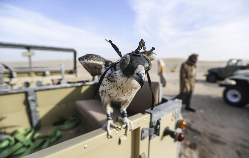 تفریح لوکس در صحرای امارات (تصاویر)