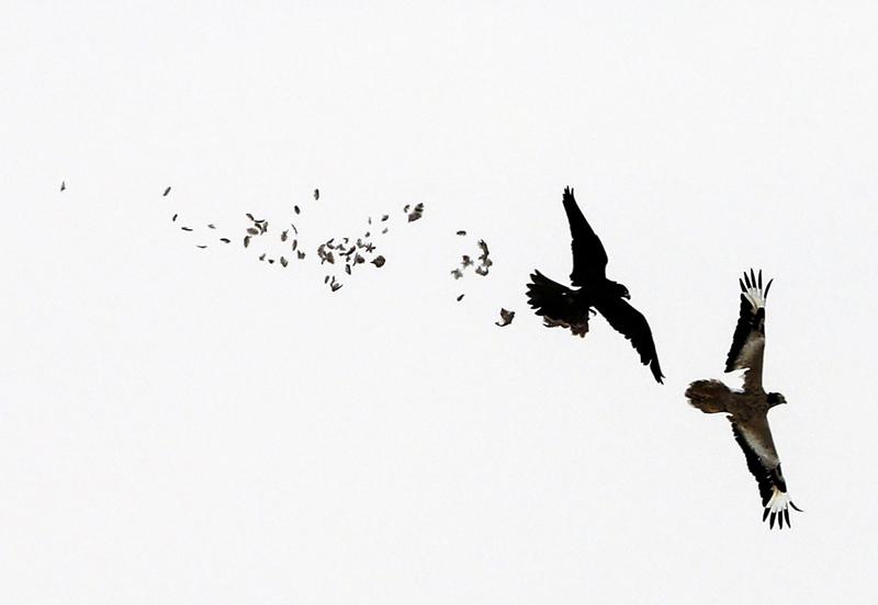 تفریح لوکس در صحرای امارات (تصاویر)