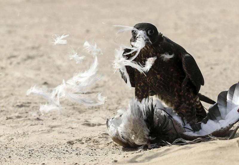 تفریح لوکس در صحرای امارات (تصاویر)