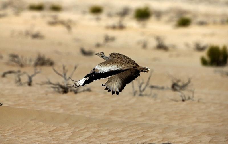 تفریح لوکس در صحرای امارات (تصاویر)