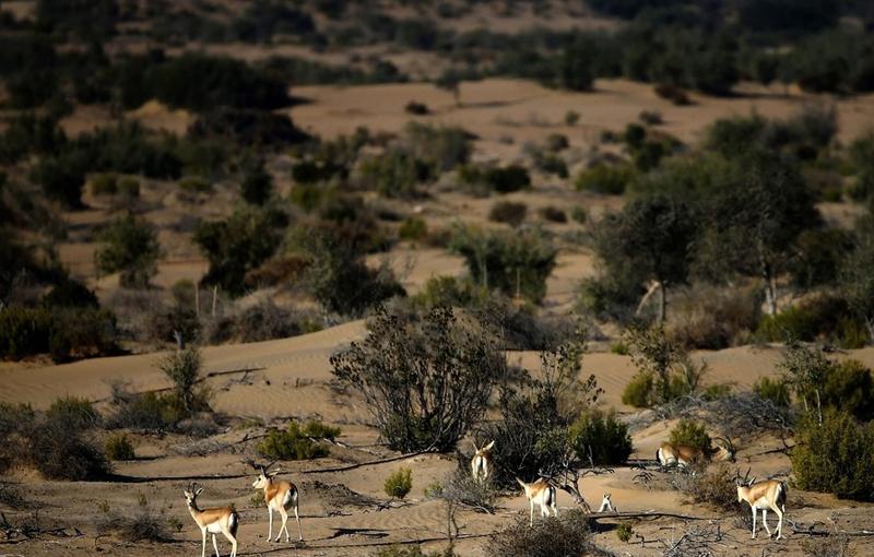 تفریح لوکس در صحرای امارات (تصاویر)