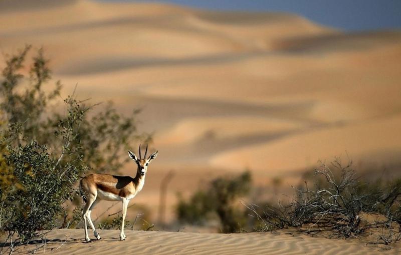 تفریح لوکس در صحرای امارات (تصاویر)