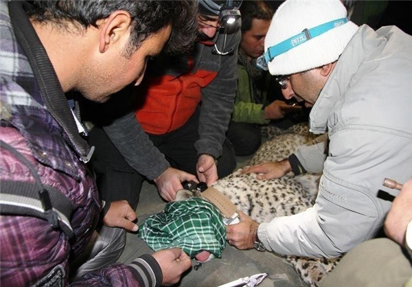 گردن تنها ماده پلنگ مجهز به گردنبند ردیاب شکست (تصاویر)