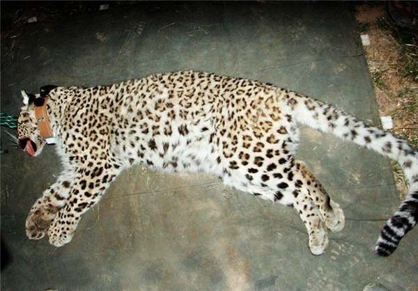 گردن تنها ماده پلنگ مجهز به گردنبند ردیاب شکست (تصاویر)