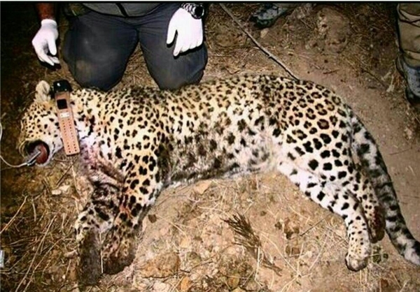 گردن تنها ماده پلنگ مجهز به گردنبند ردیاب شکست (تصاویر)