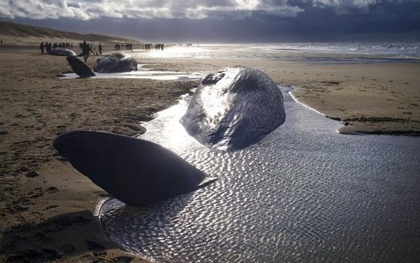 ساحلی برای مرگ/ عکس