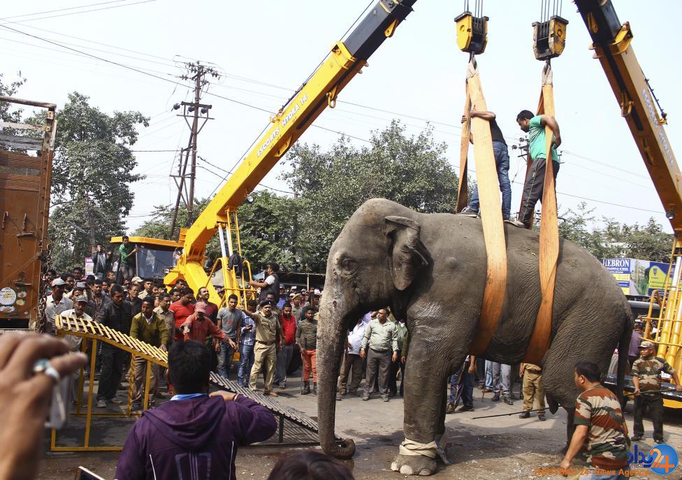 فیل وحشی ار نوع هندی