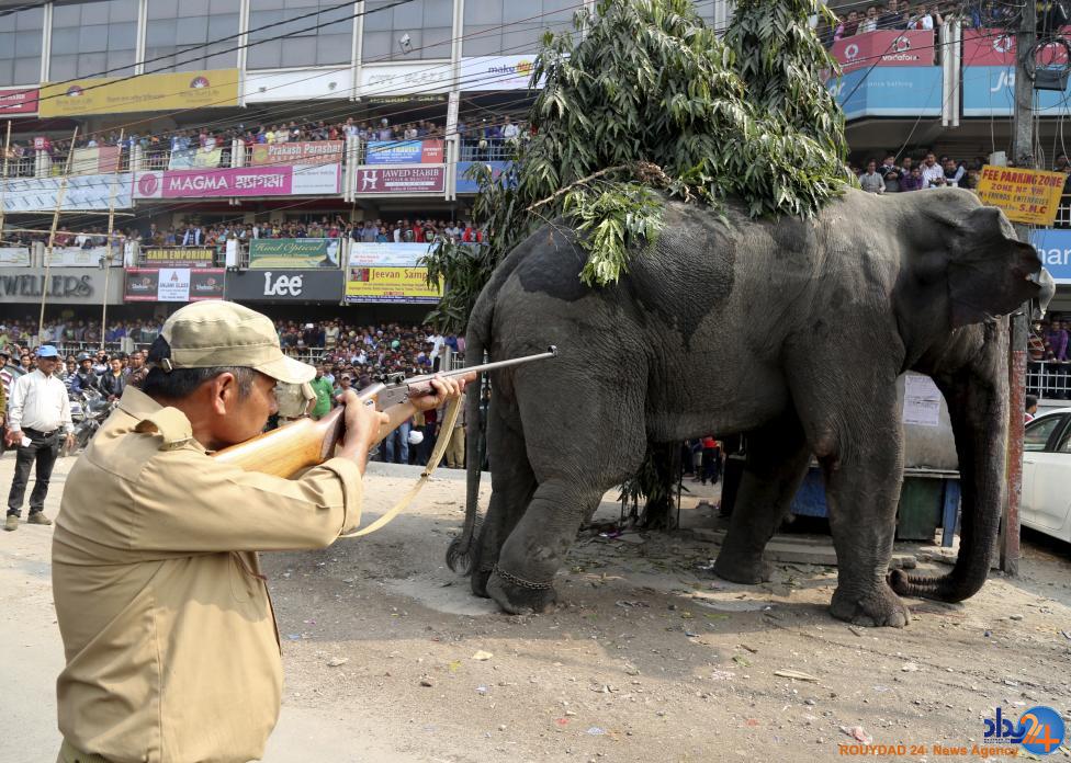 فیل وحشی ار نوع هندی