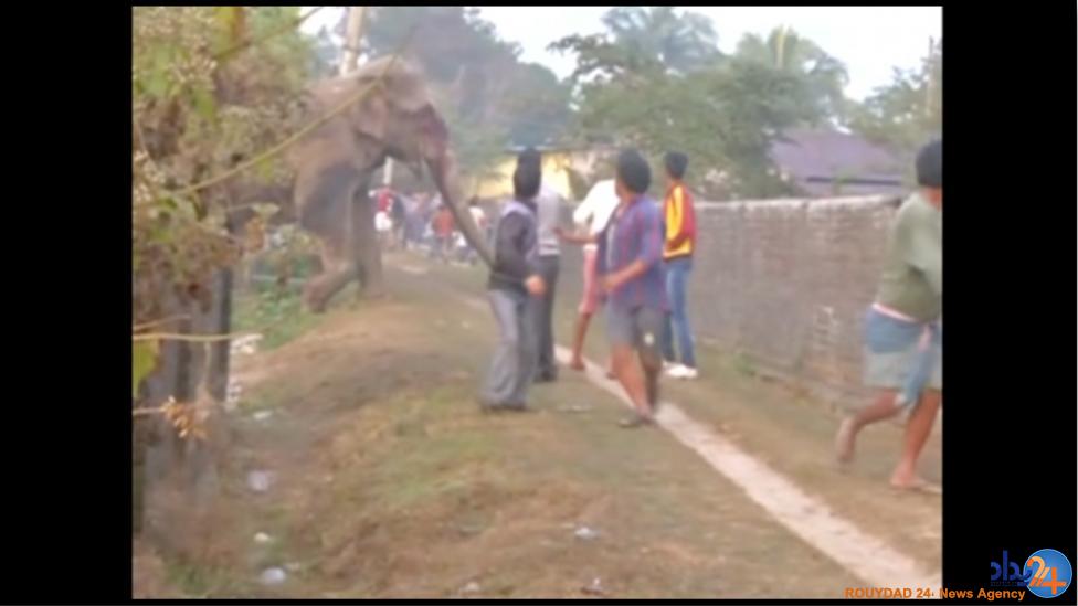 فیل وحشی ار نوع هندی