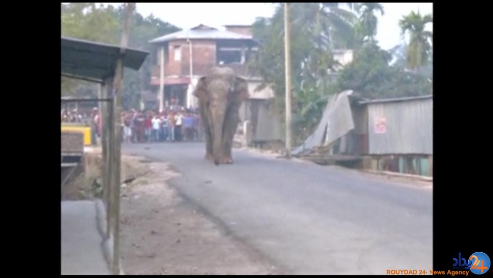 فیل وحشی ار نوع هندی