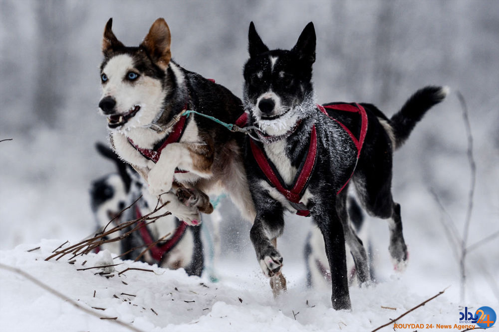 مسابقه سگ های سورتمه ران در روسیه