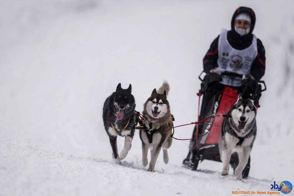 مسابقه سگ های سورتمه ران در روسیه