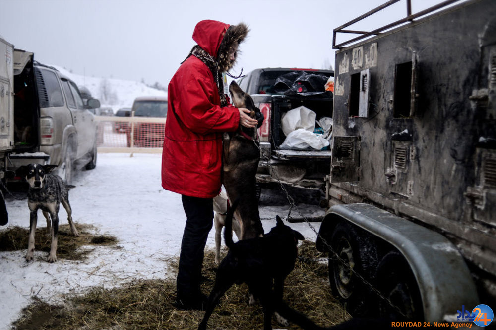 مسابقه سگ های سورتمه ران در روسیه