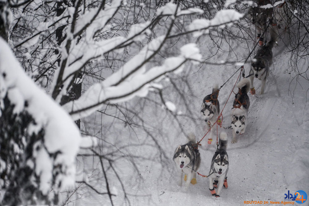 مسابقه سگ های سورتمه ران در روسیه