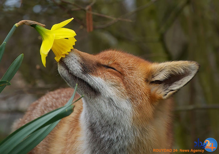 آیا حیوانات هم نسبت به بوی گل احساس دارند