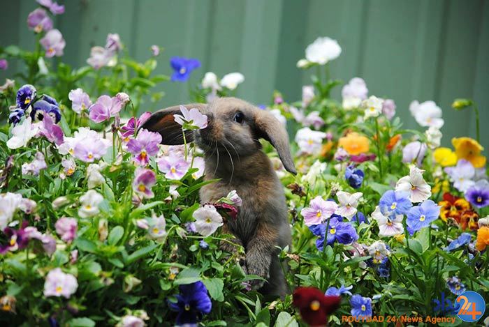 آیا حیوانات هم نسبت به بوی گل احساس دارند