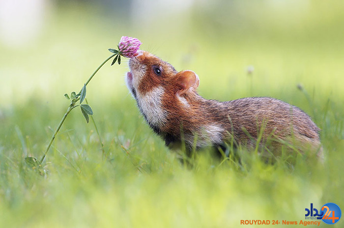 آیا حیوانات هم نسبت به بوی گل احساس دارند